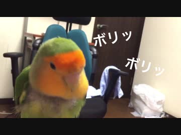パチパチキャンディに困惑するインコ