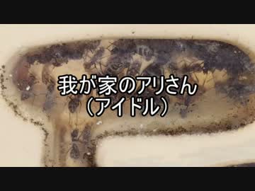 【クロヤマアリ】我が家のアリさん(アイドル)　【第５回】