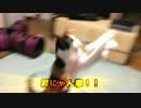 [ゆっくり猫動画]　１８　新必殺技！？