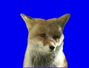 全てを悟った野獣先輩に似てる狐BB