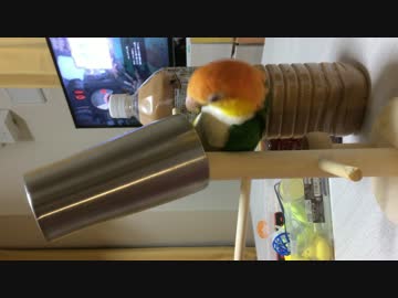 あそぶシロハラインコ３