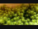 スナゴケ(砂苔)の世界