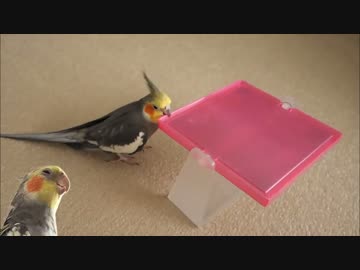 【オカメインコ】反応する音【鏡編】