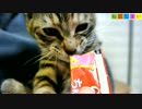 【ねこしまい】035　ちゅーる（Cat Sister）