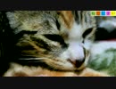 【ねこしまい】036　ミカさんの寝顔（Cat Sister）