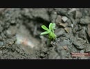 ホモと学ぶ種付け農業.Planting_Cassava_and_Yams