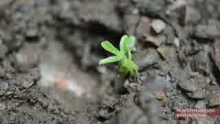 ホモと学ぶ種付け農業.Planting_Cassava_and_Yams