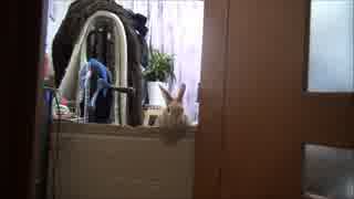 覗くうさぎ