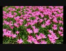 ZEPHYRANTHESの耳コピ