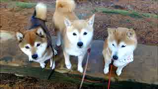 柴犬親子　ひかりといちごとめろん