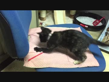 ハプニング　猫じゃらしに夢中になり過ぎて・・・