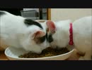 猫が餌を食べてる姿を見てると幸せな気分になれるのはなぜだろう