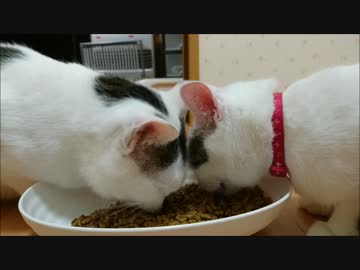 猫が餌を食べてる姿を見てると幸せな気分になれるのはなぜだろう