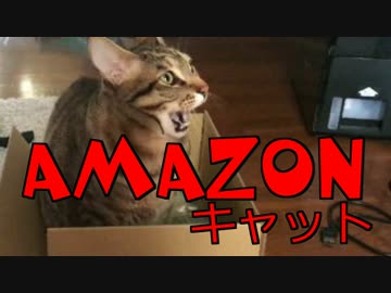 Amazonの箱が大好きな猫