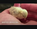 生後４日目のヒメウズラの観察