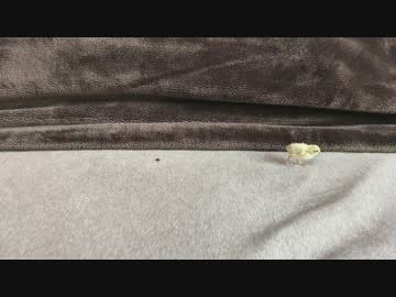 【ヒメウズラ】４号ちゃんのうんち