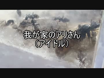 【クロオオアリ】我が家のアリさん(アイドル)　【第６回】