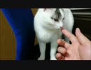 椅子の上がお気に入りな猫