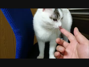 椅子の上がお気に入りな猫