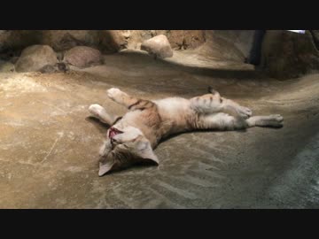 スナネコが寝そべるだけ