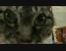 【346】ジャン❤︎ポン　２月22日は猫の日パーティーだぁ！