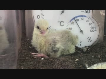 【ヒメウズラ】４号ちゃんの羽づくろいと砂浴び