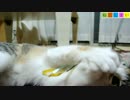 【ねこしまい】037　ねこじゃらし2（Cat Sister）