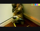 【ねこしまい】038　すきまから（Cat Sister）