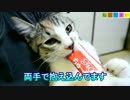【ねこしまい】040 しまいの嫉妬（Cat Sister）