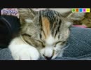 【ねこしまい】042 しっぽじゃらし（Cat Sister）