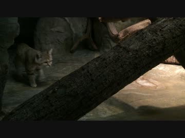 スナネコが歩くだけ