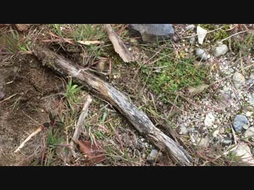 蟻戦争＃96　初春のアリ探し編