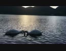 白鳥と夕日　swan and sanset