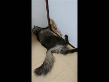 回転ドアにゃんこ再び！