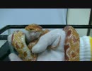 【やってみた】ヘビに噛まれた時の対処法