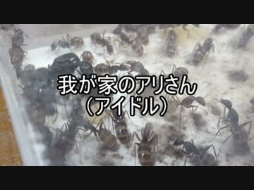 【メジャーワーカー】我が家のアリさん(アイドル)　【第７回】