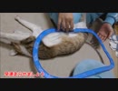 猫のお腹でプラレール走らせてみた結果２