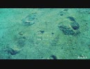 【琴都】転校前夜【歌ってみた】