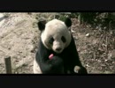 2017年2月25日中継のハイライト 永浜（エイヒン）のパンダ釣り。