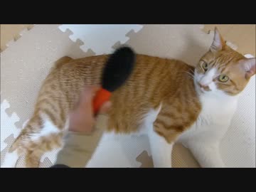 初めてのブラッシング、反応は!!??笑