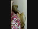 子猫ＶＳフェレット