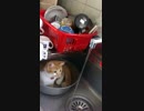 自由な猫たち