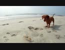 【疑似m@s】追い蟹Running