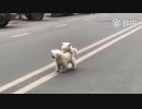 オス犬どうしの交尾!?