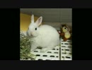 うさきょひ