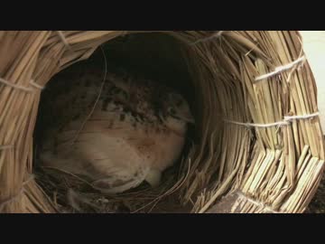 ヒメウズラの抱卵