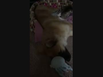 寝てるワンコのお腹を舐めるネコ
