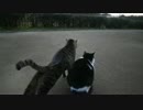 道のねこ、よってくる