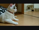 紙袋と猫