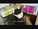 食欲旺盛な21歳のインコ